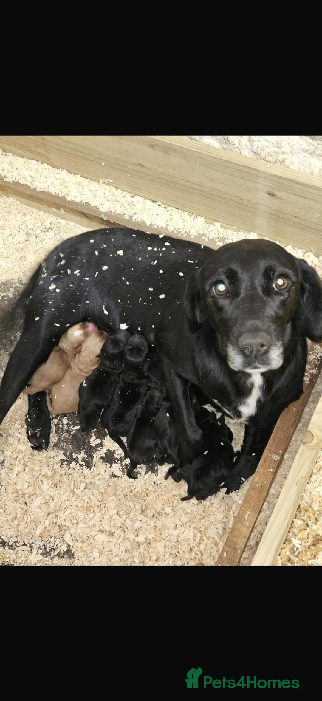 Cockerdor dogs for sale: ⭐ Exceptional Cockerdor Puppies ⭐ - Advert 28