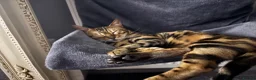 Bengal cats for sale: Two Beautiful Bengal Females  in Liverpool - Advert 7
