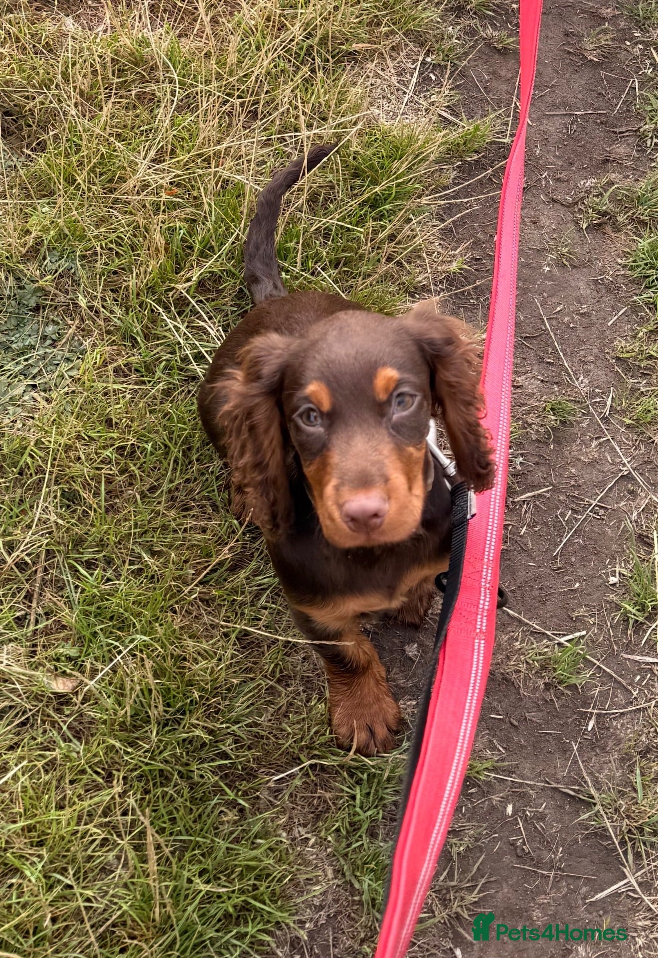 Cocker Spaniel dogs Chocolate and tan cocker spaniel 15weeks old  - Advert 2