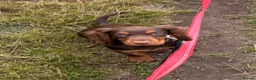Cocker Spaniel dogs for sale: Chocolate and tan cocker spaniel 15weeks old  - Advert 1