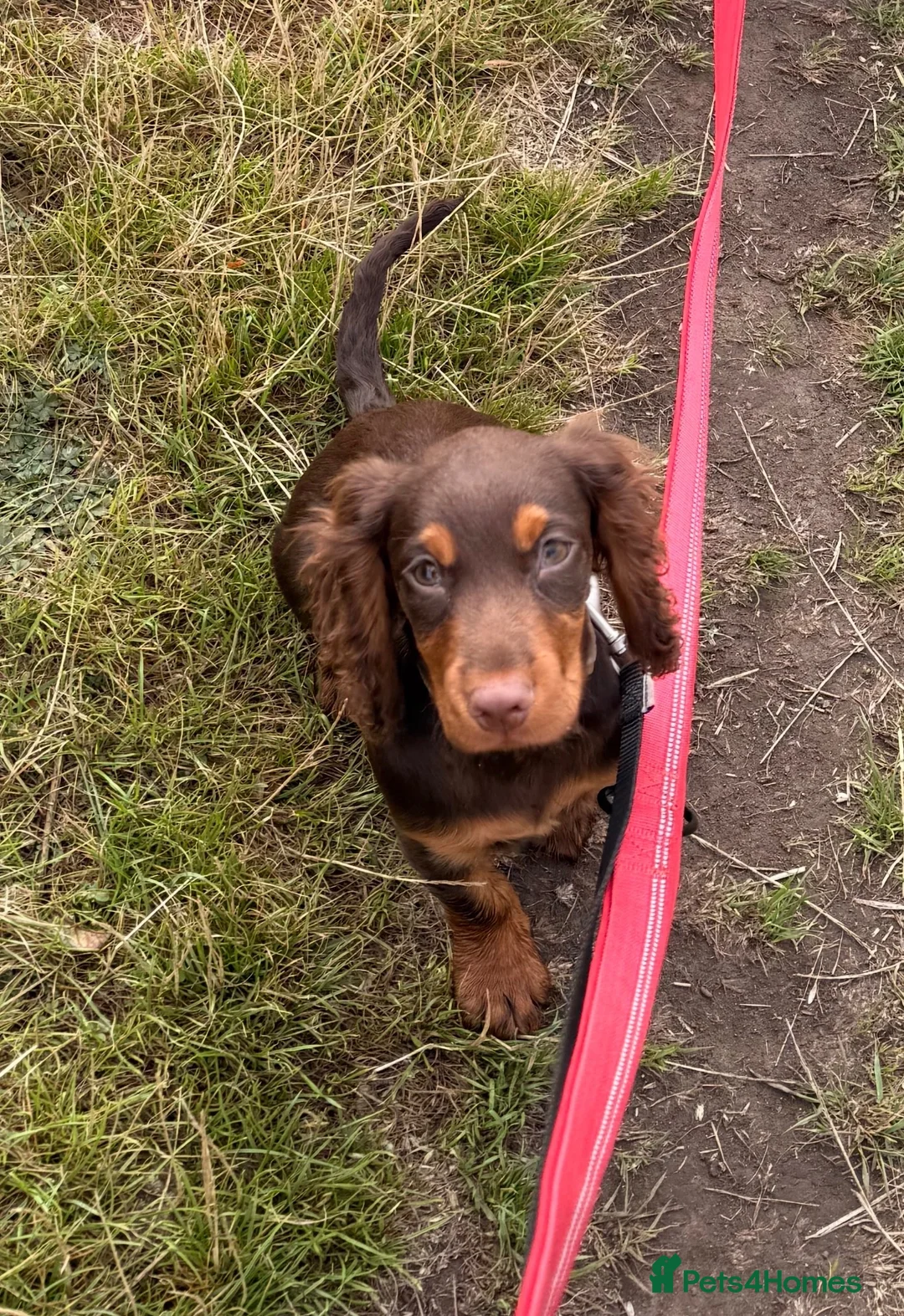 Cocker Spaniel dogs for sale: Chocolate and tan cocker spaniel 15weeks old  - Advert 1