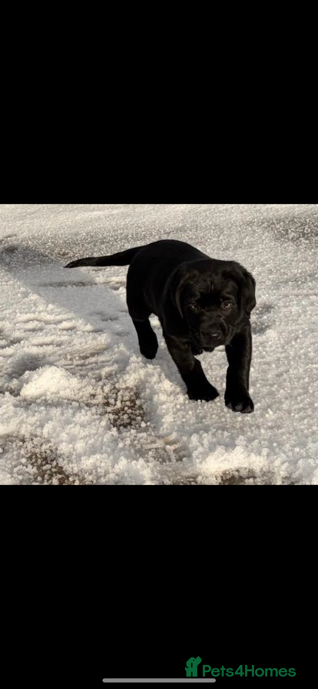 Labrador Retriever dogs for sale: 2 girls  - Advert 10