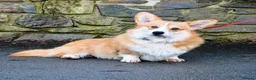 Welsh Corgi Pembroke dogs for sale: Hand reared Pembroke Corgis in Tenby - Advert 4
