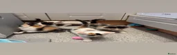 Sphynx cats for sale: Mixed breed spyhnx  - Advert 7