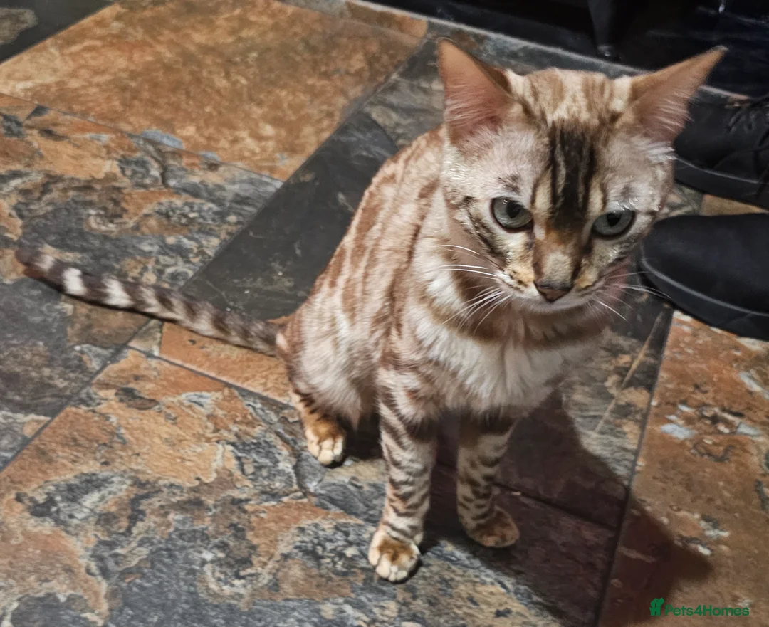 Bengal cats for sale: Bengal female. 1 yr old in Southampton - Advert 2