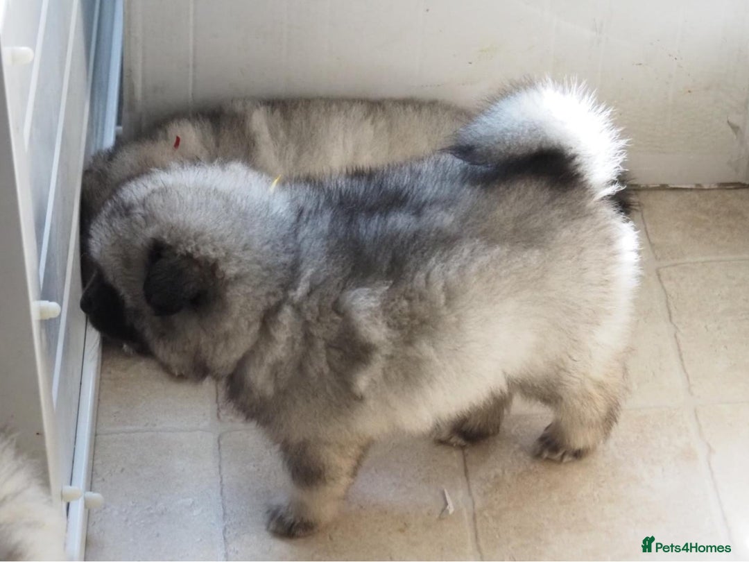 Keeshond dogs for sale: Keeshond Puppies available - Image 4