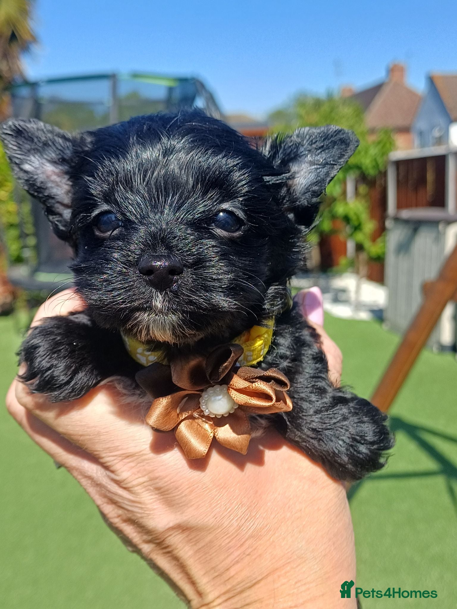 Yorkshire Terrier dogs LAST GIRL! Mini Black Yorkshire Terrier 🐶  - Advert 7
