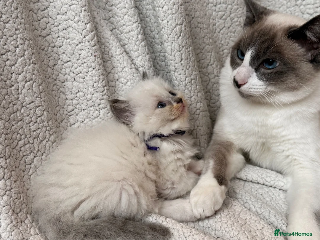 Ragdoll cats for sale: Gorgeous Ragdoll kittens - Advert 16