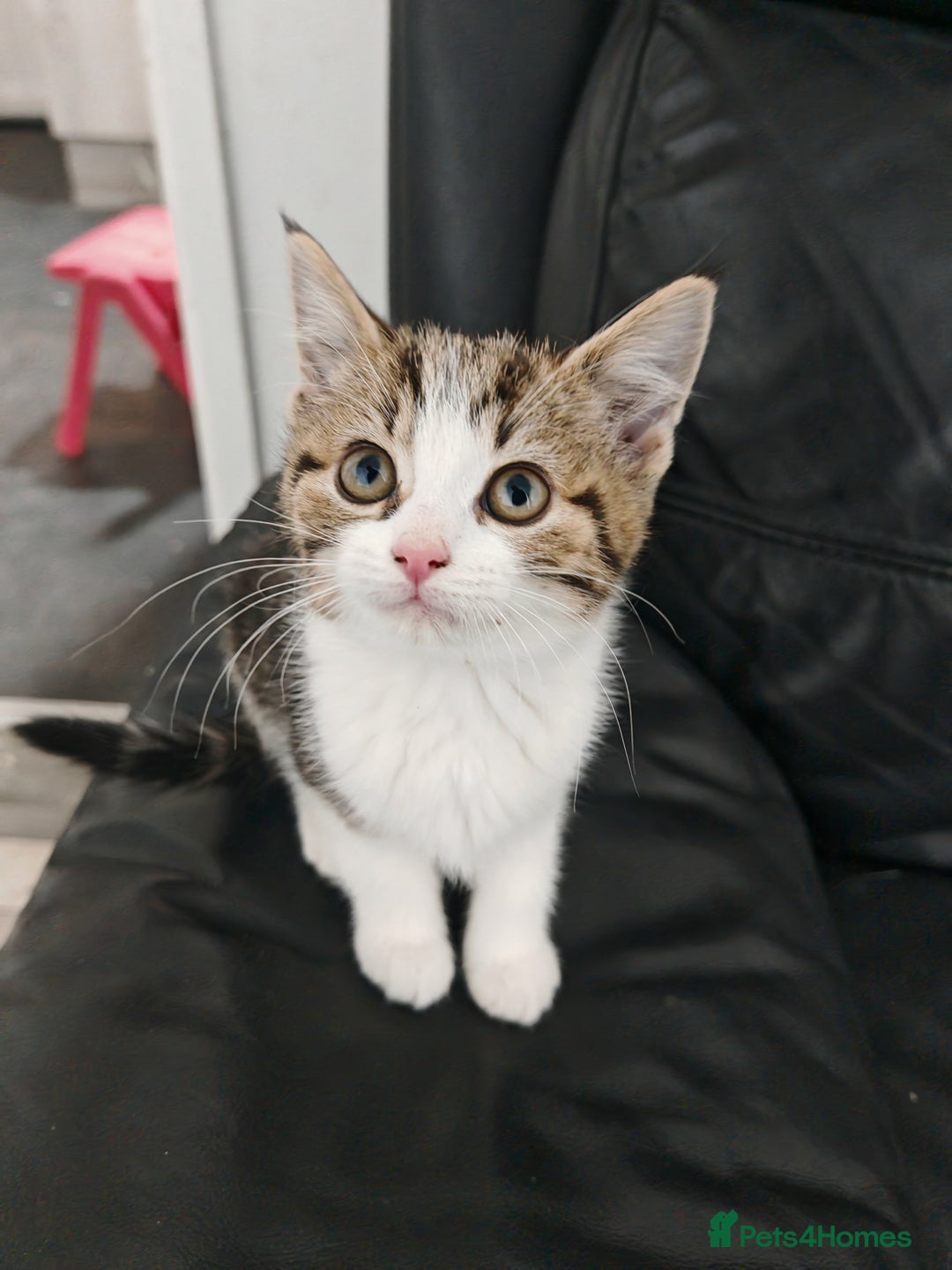 Mixed Breed cats for sale: Kittens for sale!  - Advert 1