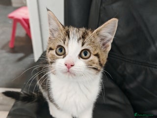 Mixed Breed cats Kittens for sale! - Advert 1