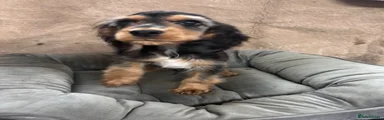 Cocker Spaniel 1
