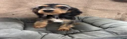 Cocker Spaniel dogs for sale: Adorable little show cocker spaniel pups  - Advert 21