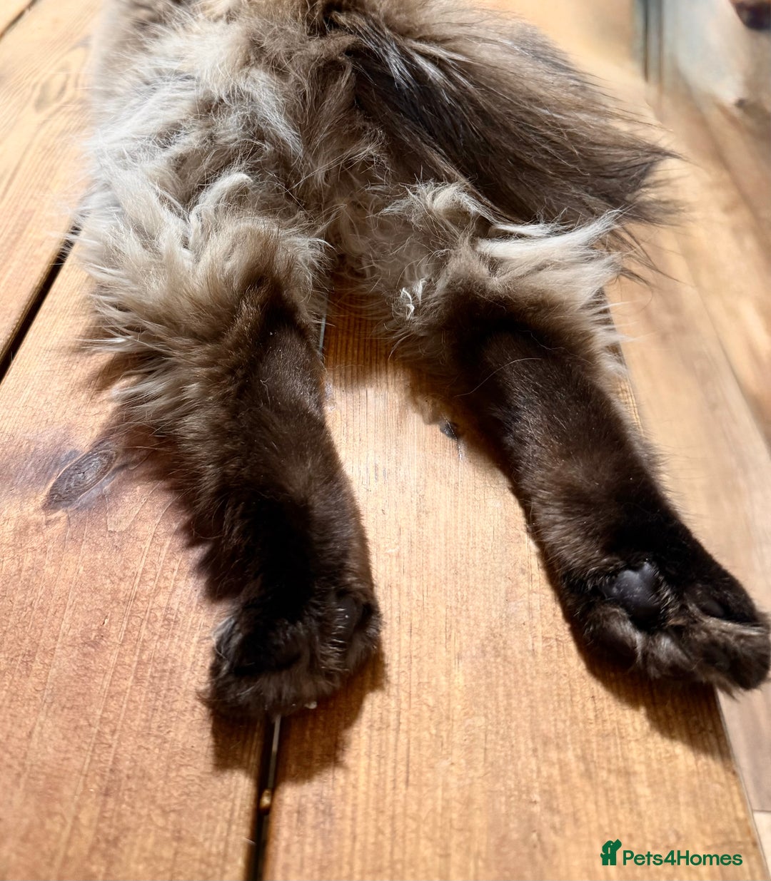 Ragdoll cats for sale: Adorable Ragdoll Kittens  - Image 14