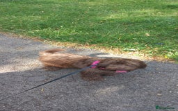 Cockapoo dogs for sale: Miniature Cockapoo - Image 4