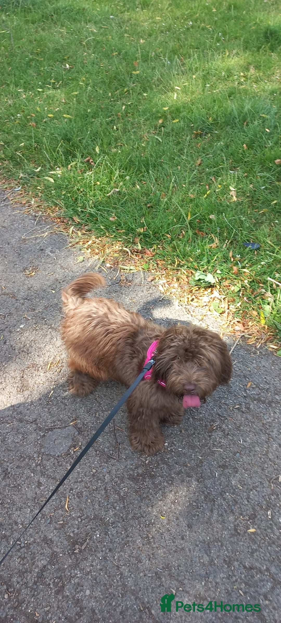 Cockapoo dogs for sale: Miniature Cockapoo - Image 4
