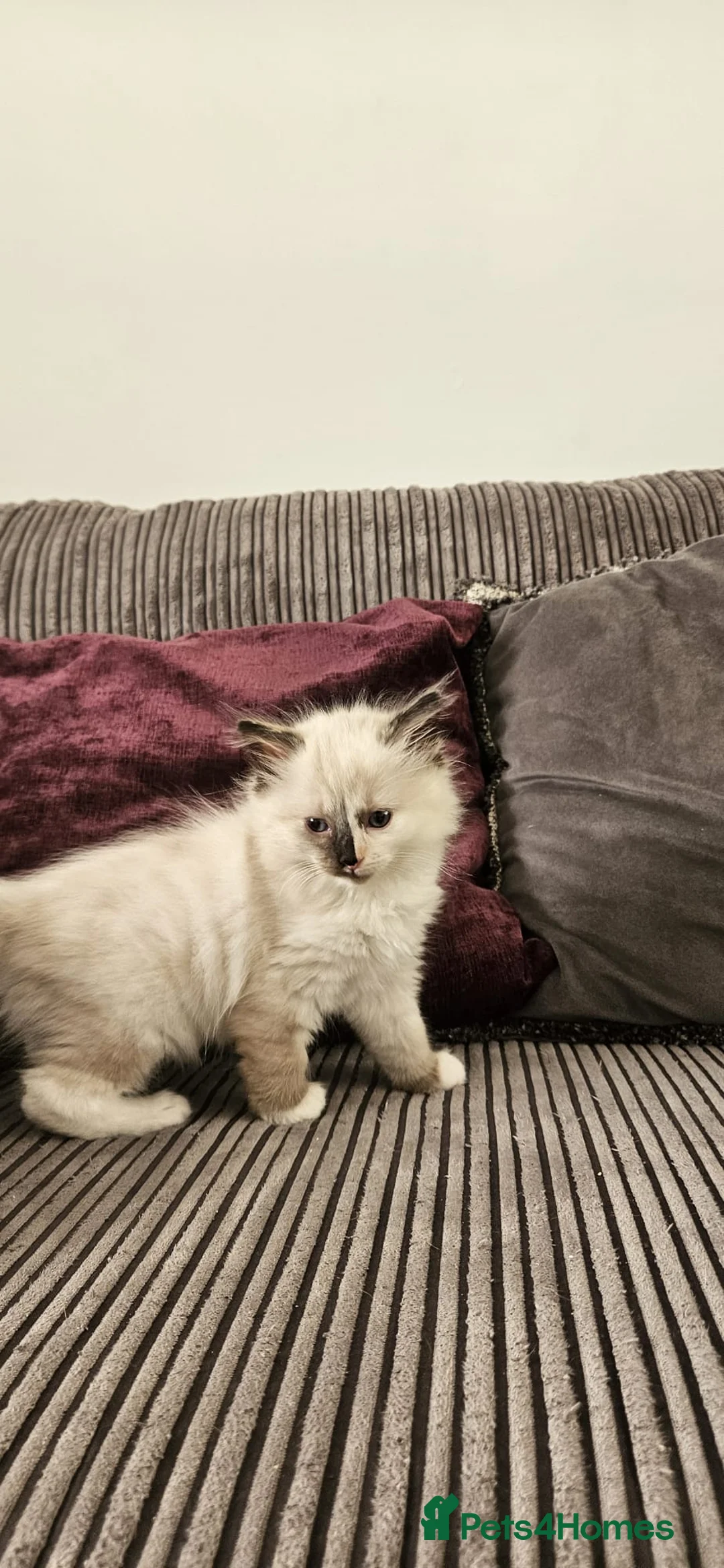 Ragdoll cats for sale: Beautiful Ragdoll kittens looking for new homes - Advert 4