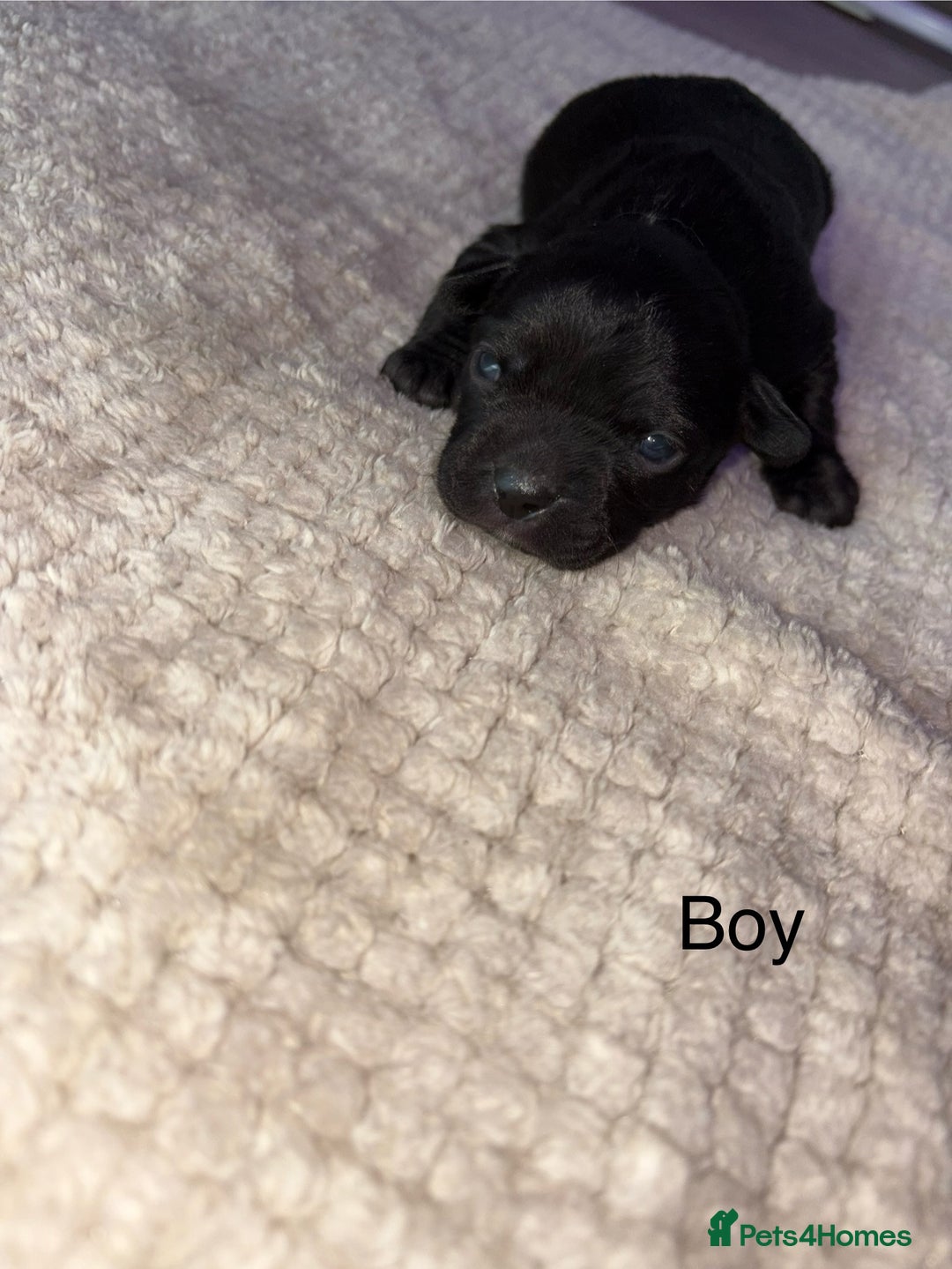 Mixed Breed dogs for sale: 3 Boy Puppies Available  - Image 3