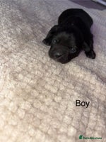 Mixed Breed dogs - Advert 6