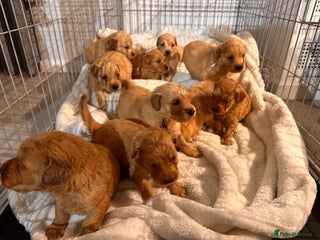 Golden Retriever dogs beautiful kc registered golden retrievers - Advert 1