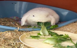 English Lop rabbits for sale: Rabbit & hutch & toys/food if wanted - Image 1