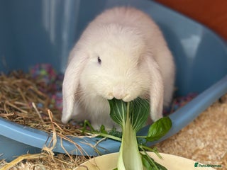 English Lop rabbits for sale - Advert 1