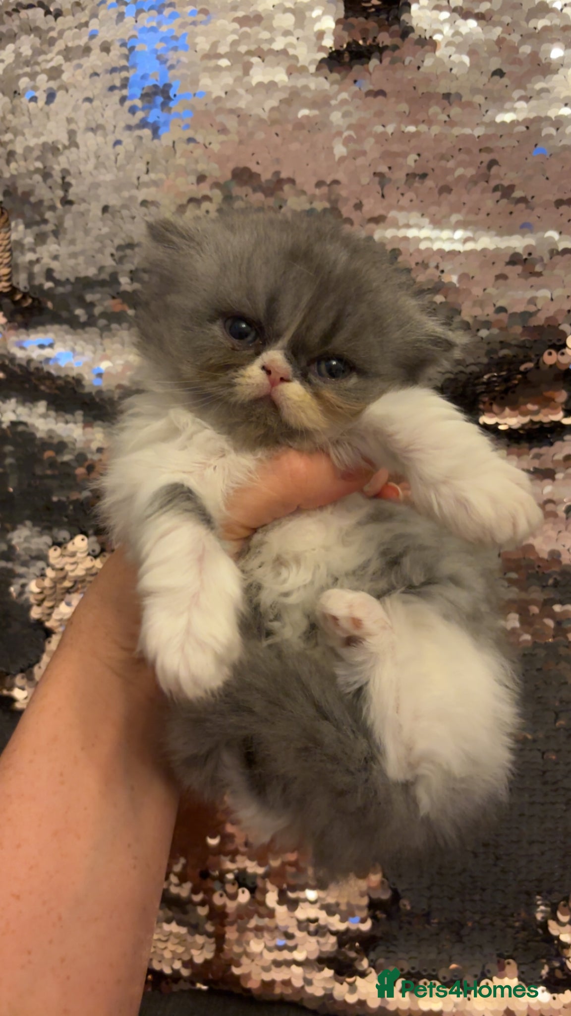Persian cats 💖💖🐈💙💙 Persian kittens 💙💙🐈‍⬛💖💖 - Advert 6