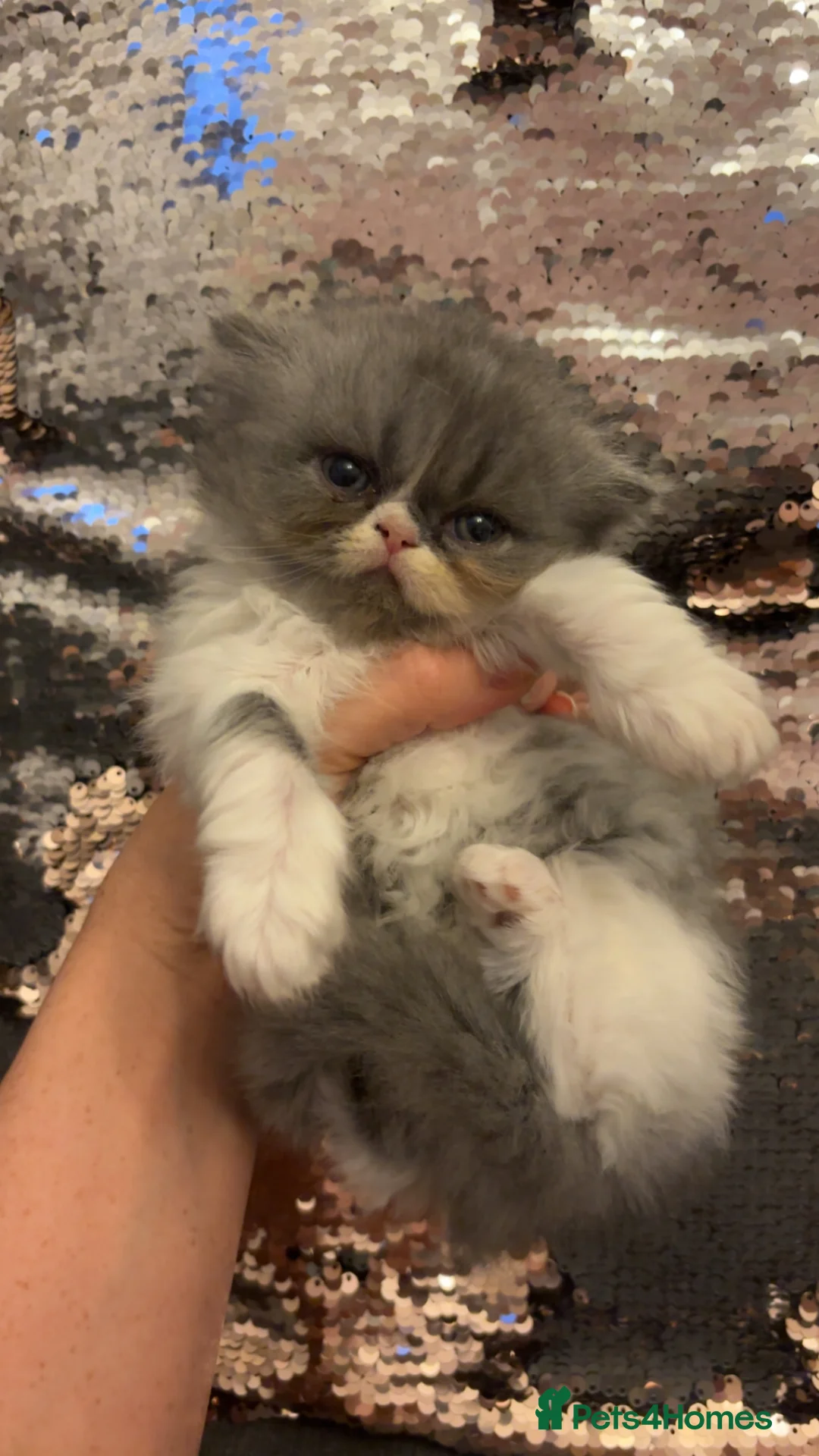 Persian cats for sale: 💖💖🐈💙💙 Persian kittens 💙💙🐈‍⬛💖💖 - Advert 1