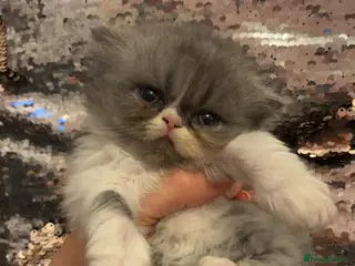 Persian cats 💖💖🐈💙💙 Persian kittens 💙💙🐈⬛💖💖 - Advert 3