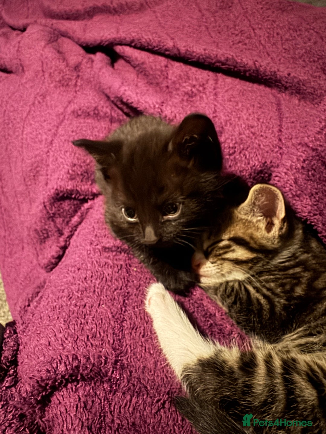 Mixed Breed cats for sale: 3x male kittens ready 26th October  - Image 3