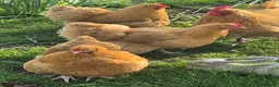 Chickens poultry for sale: 6 Buff Orpington Hens  in Doncaster - Advert 7