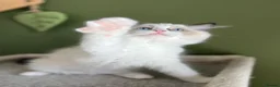 Ragdoll cats for sale: Cute chunky purring ragdoll girls - Advert 27