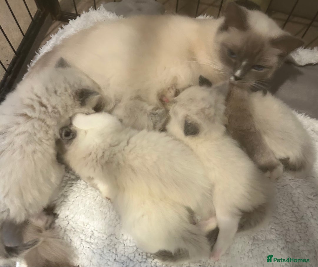 Ragdoll cats for sale: Beautiful ragdolls - Advert 6