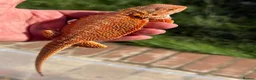 Bearded Dragon reptiles for sale: Red bearded dragon babies - ready for collection! in London - Advert 7