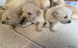 Golden Retriever dogs for sale: Stunning KC Registered Golden Retriever Puppies - Image 11