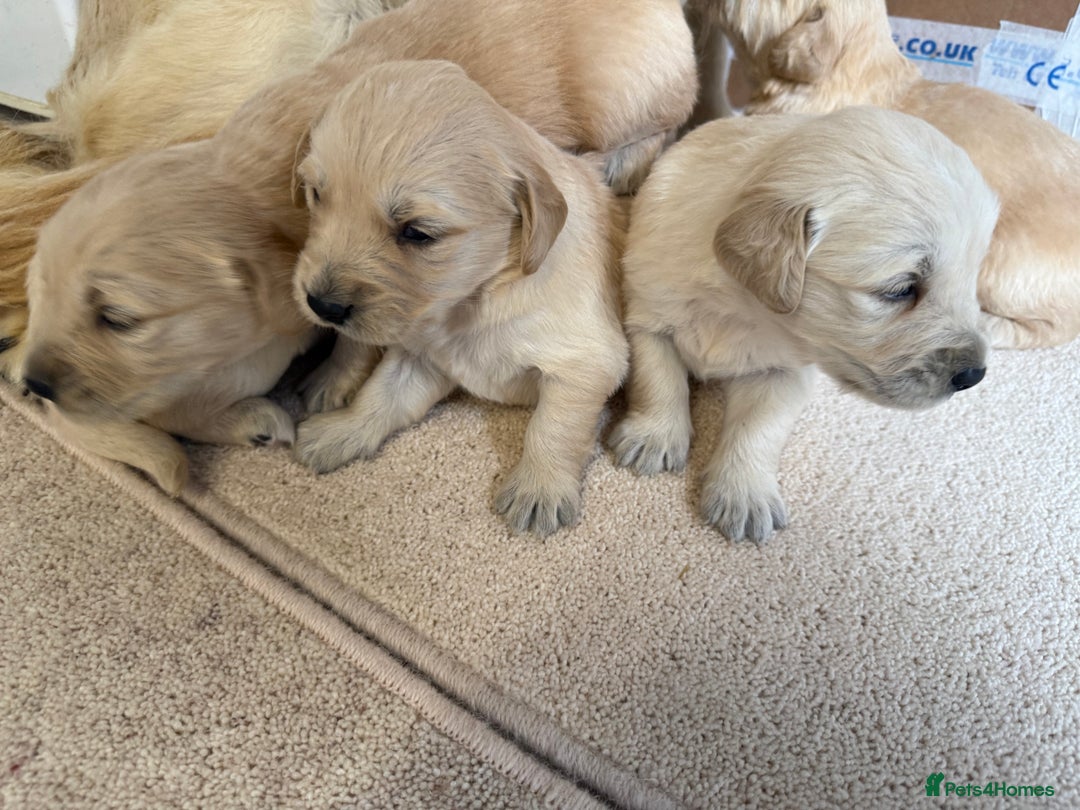 Golden Retriever dogs for sale: Stunning KC Registered Golden Retriever Puppies - Image 11
