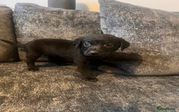 Labrador Retriever dogs for sale: Beautiful Labrador retrievers puppies  in Manchester - Image 27