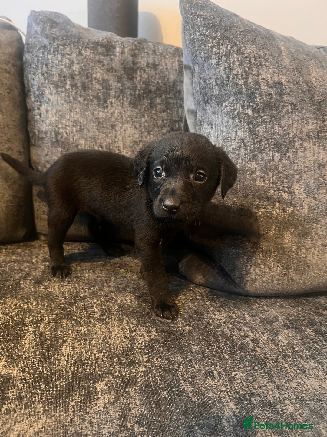 Labrador Retriever dogs for sale: Beautiful Labrador retrievers puppies  in Manchester - Image 27