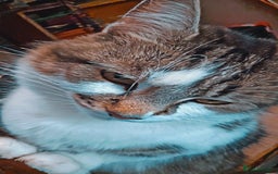 British Shorthair cats for sale: 3 Beautiful marked female kittens  - Advert 2