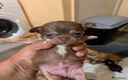 Chihuahua dogs for sale: Mini Čivava - Image 5