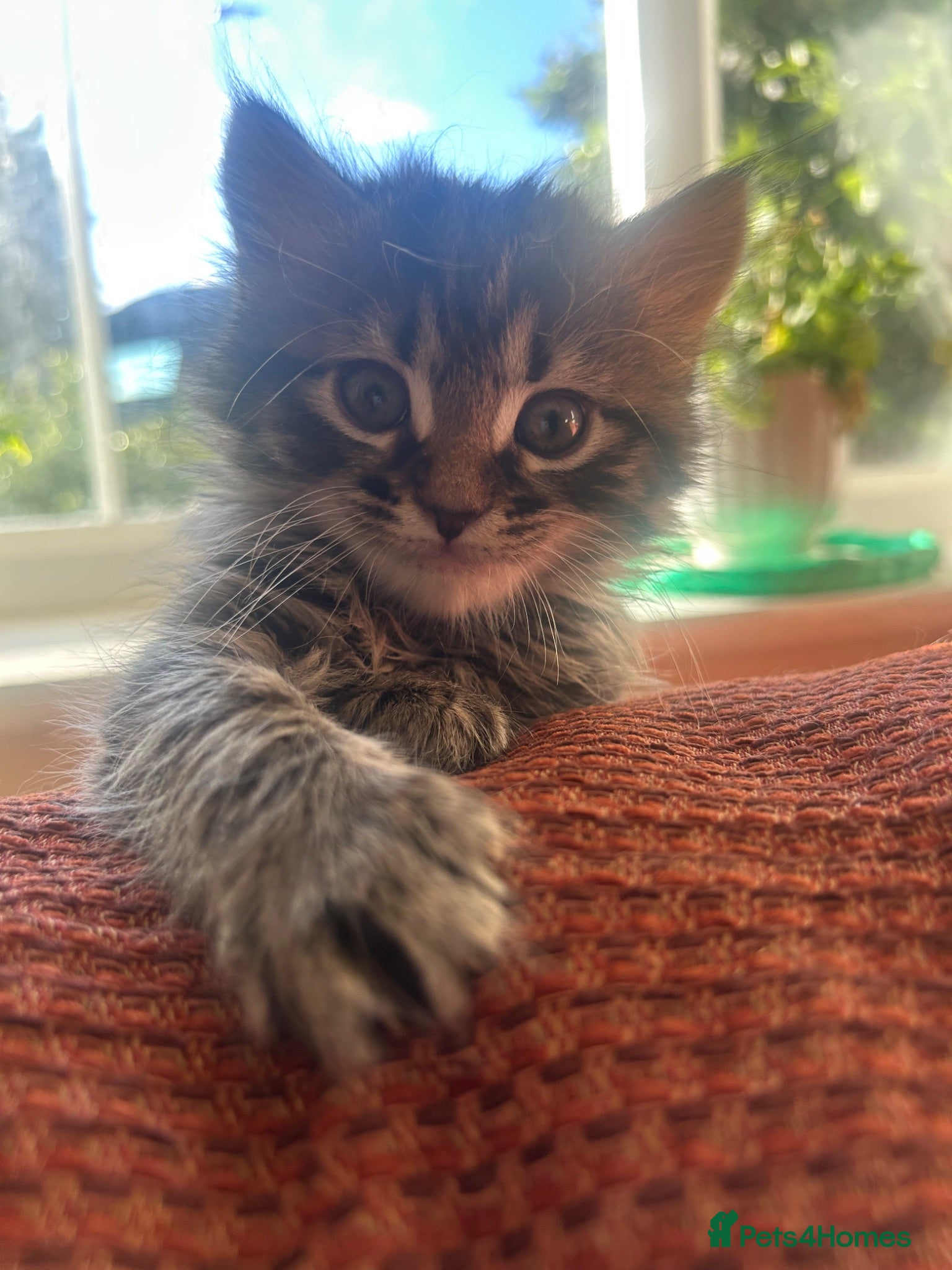 Mixed Breed cats Stunning Maine cross for sale  - Advert 2