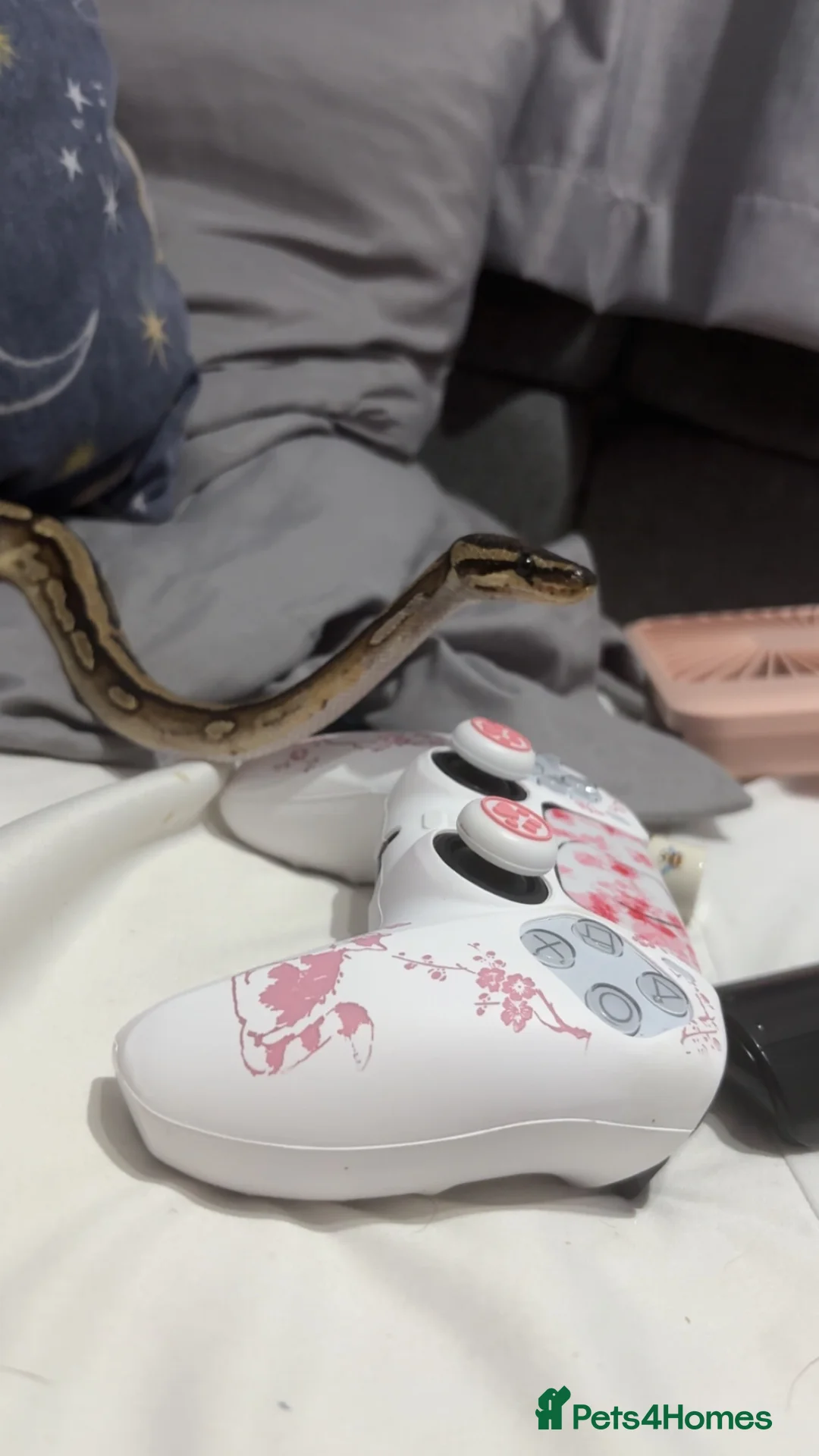 Snake reptiles for sale: Royal Ball Python / Very low pied in Norwich - Advert 5
