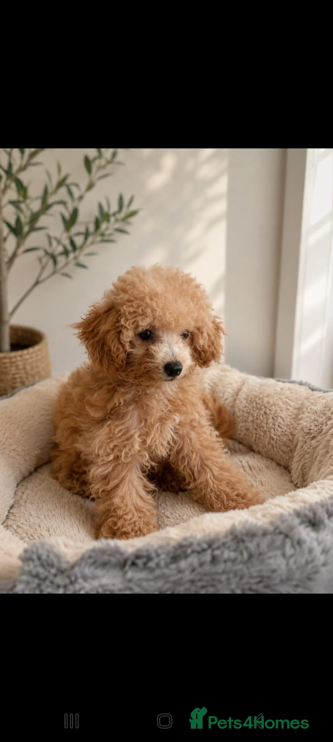 Toy Poodle dogs for sale: Asian Toy Poodle Girl in Bracknell - Advert 6