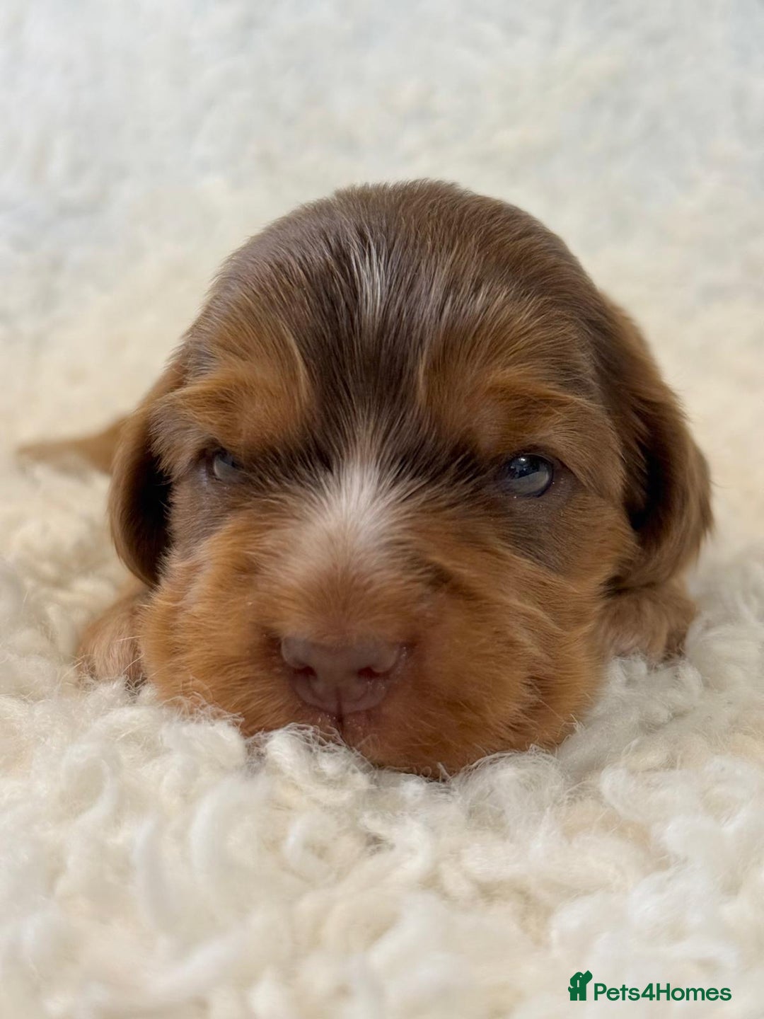 Cocker Spaniel dogs for sale: Full Health Tests KC Reg Showline Cocker Spaniels - Image 15