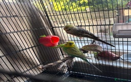 Budgerigars birds for sale: Budgies - Image 1