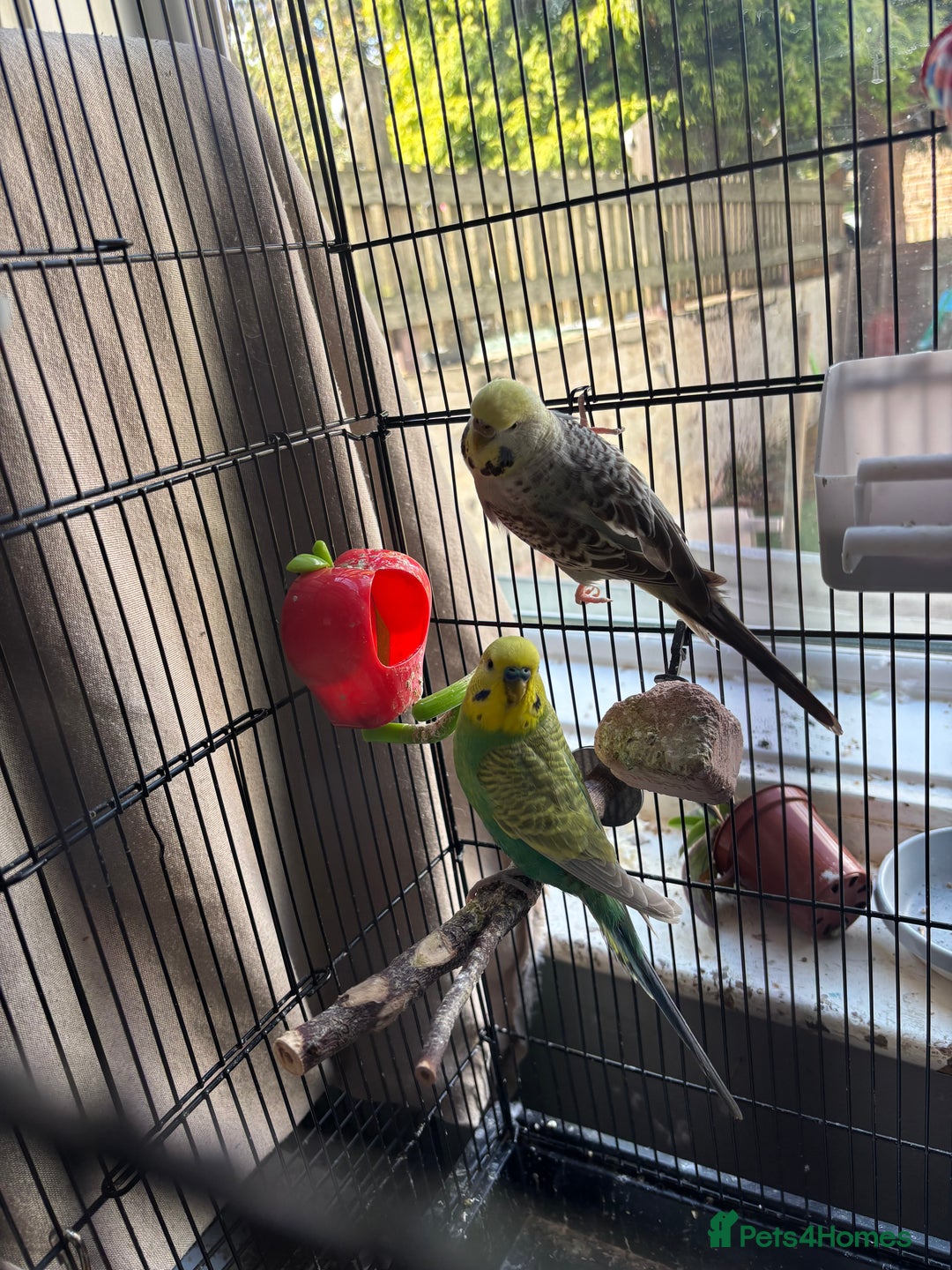 Budgerigars birds for sale: Budgies - Image 1