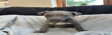 Whippet Puppy 4