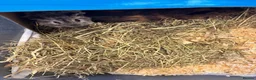 Guinea Pig rodents for sale: 2 male guinea pigs  in Lincoln - Advert 5