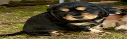Cocker Spaniel dogs for sale: Cocker spaniel puppies in Ibstock - Advert 2