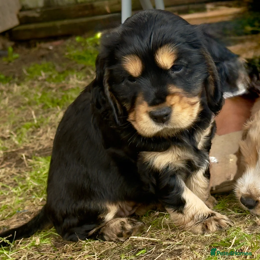 Cocker Spaniel dogs for sale: Cocker spaniel puppies in Ibstock - Advert 2