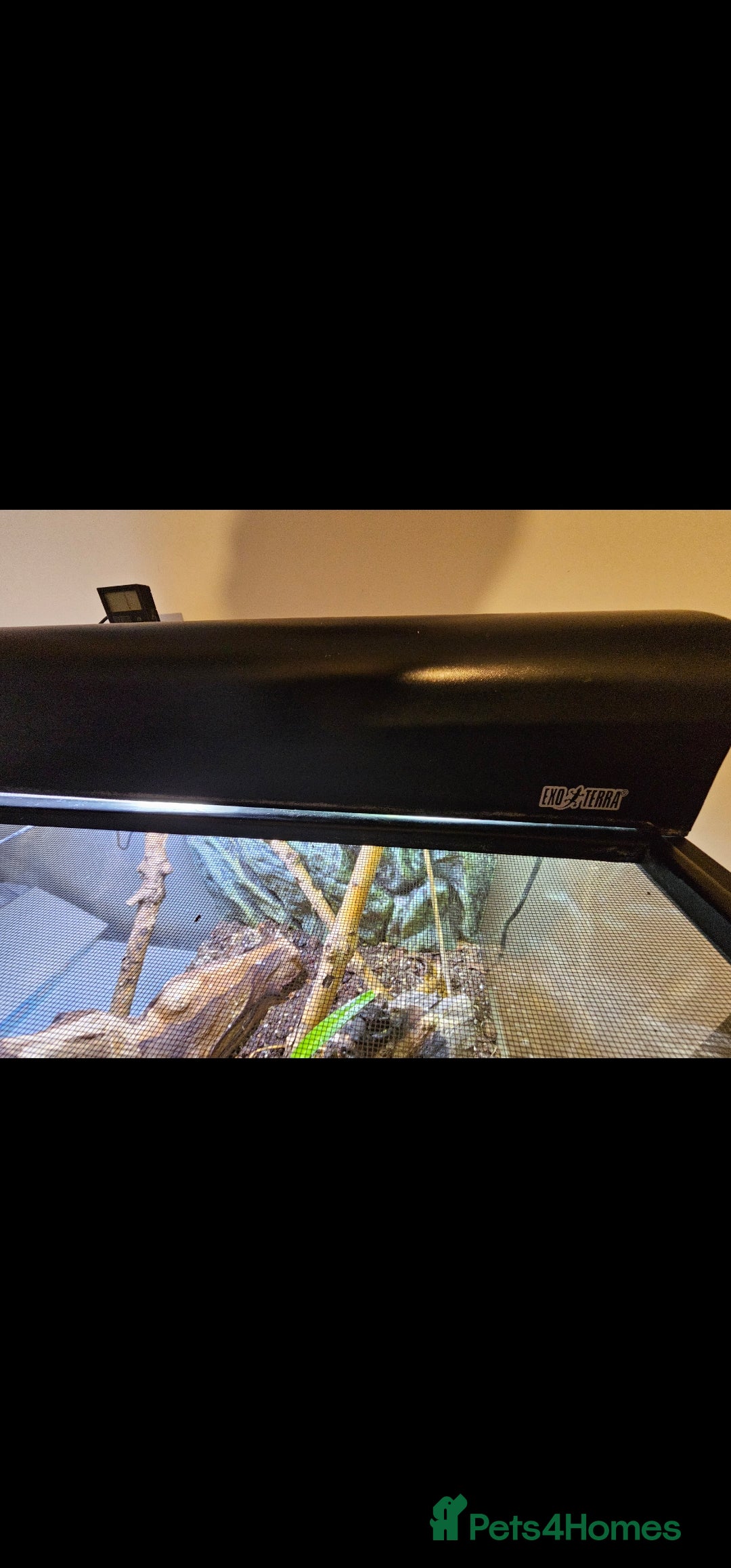 Mixed Breed reptiles for sale: Bauer's chameleon gecko/Male + bioactive terrarium - Advert 6